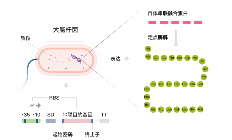 采用特有的酶切技術(shù)，酶切特異性強(qiáng)，純度極高